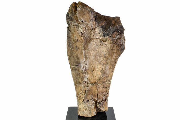 Hadrosaur (Edmontosaurus) Tibia Section - South Dakota #113081
